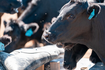 mineral cows with mineral blocks for cattle, cow lick block on a farm