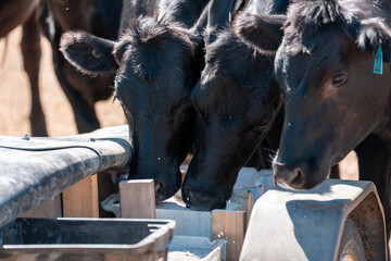 mineral cows with mineral blocks for cattle, cow lick block on a farm