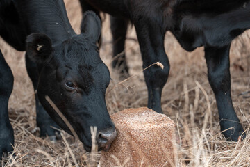 mineral cows with mineral blocks for cattle, cow lick block on a farm