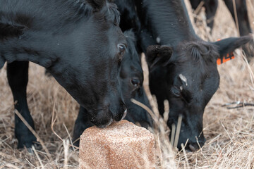 mineral cows with mineral blocks for cattle, cow lick block on a farm