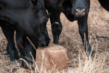 mineral cows with mineral blocks for cattle, cow lick block on a farm