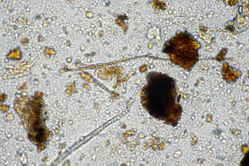 microorganisms and soil biology, with nematodes and fungi under the microscope.