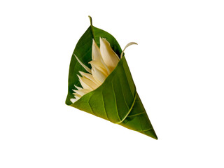 White champaka flowers wrapped with green leaves on a transparent background.