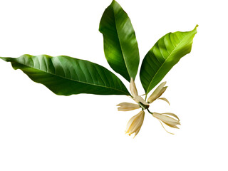 White champaka flowers with green leaves on a transparent background.
