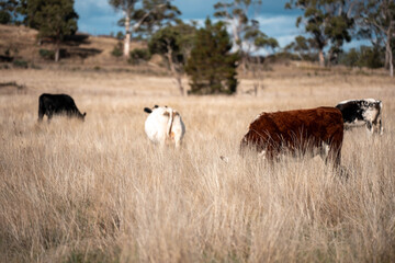 cows in a field in summer