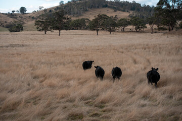 cows in a field in summer