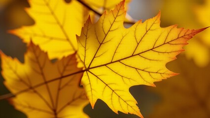Obraz premium Vibrant Yellow Maple Leaves in Autumn Sun