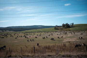 sheep in a field in summer in australia