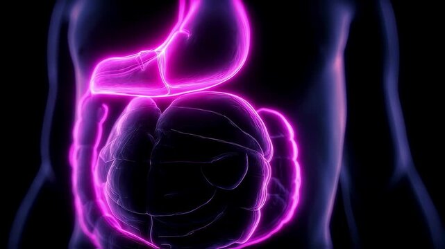 Conceptual medical graphic highlighting the structural abnormality of a hiatal hernia featuring the stomach domes intrusion into the chest outlined in neon magenta.