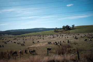 sheep in a field in summer in australia