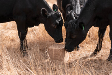 mineral cows with mineral blocks for cattle, cow lick block on a farm