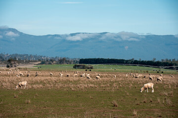 sheep in a field in summer in australia