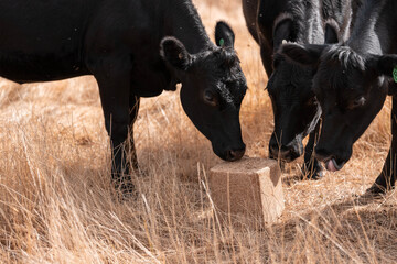 mineral cows with mineral blocks for cattle, cow lick block on a farm