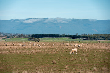 sheep in a field in summer in australia