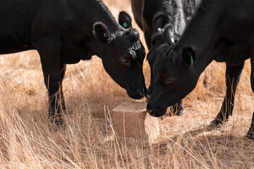 mineral cows with mineral blocks for cattle, cow lick block on a farm