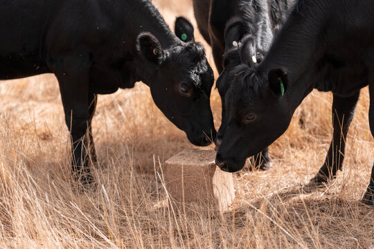 mineral cows with mineral blocks for cattle, cow lick block on a farm