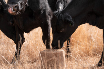 mineral cows with mineral blocks for cattle, cow lick block on a farm