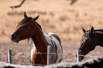 Horse in a field In Australia