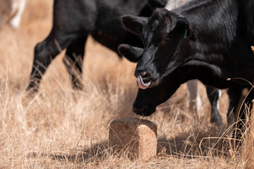 mineral cows with mineral blocks for cattle, cow lick block on a farm