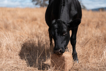 mineral cows with mineral blocks for cattle, cow lick block on a farm