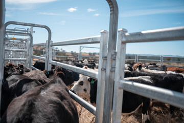 cows being treated with worming drench in cattle yards in australia