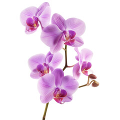 Close-up of a vibrant pink orchid bloom