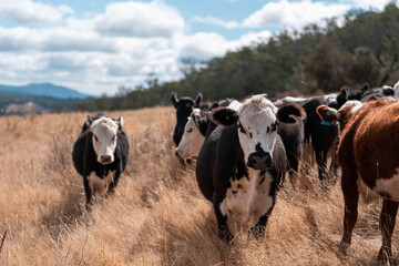 cows in a field in summer