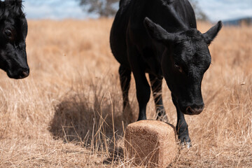 mineral cows with mineral blocks for cattle, cow lick block on a farm