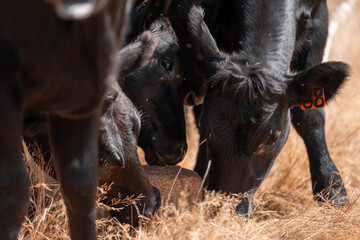 mineral cows with mineral blocks for cattle, cow lick block on a farm