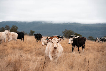 Angus, wagyu and murray grey beef bulls and cows, being grass fed on a hill in Australia.