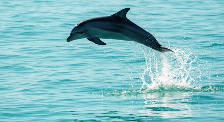 Obraz premium Dolphin leaps, breaking water's surface. Teal water sparkles around it in bright sunlight. Graceful motion