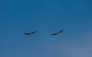 Two Birds Soaring in a Blue Sky