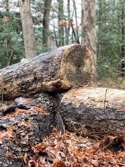 Obraz premium Wood Logs Stacked on the Forest Floor With Fallen Leaves Surrounding Them, Showcasing a Rustic Scene in Nature During Autumn