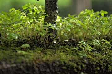 Close-up of a tranquil bonsai tree. Artistic style.  Water droplet falling.  Miniature tree in a garden setting. Nature's beauty.