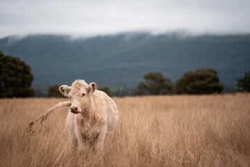cows in a field in summer