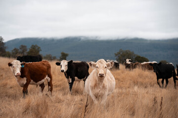 cows in a field in summer
