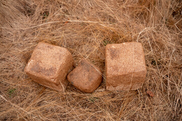 mineral cows with mineral blocks for cattle, cow lick block on a farm