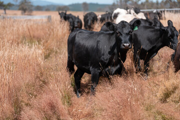 cows in a field in summer