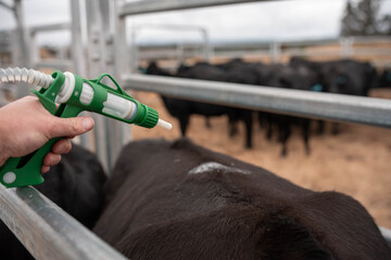 cows being treated with worming drench in cattle yards in australia