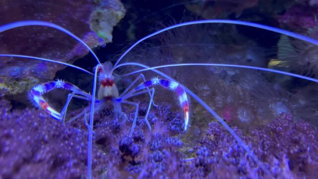 Banded Coral Shrimp Stenopus hispidus is a shrimp-like decapod crustacean belonging to the infraorder Stenopodidea.