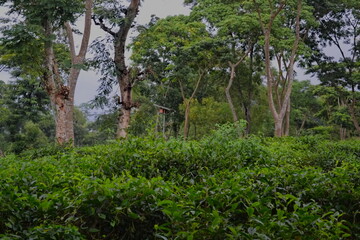 Fototapeta premium Lush Green Tea Plantation Scenic Photography in Darjeeling India Capturing the Beauty of Tea Gardens and Nature's Serenity