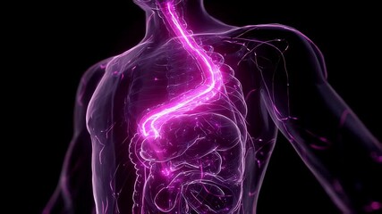 Dynamic anatomical illustration emphasizing the movement of the stomach through the esophageal hiatus into the chest cavity traced with a glowing magenta line. - Powered by Adobe