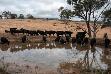 Obraz premium Angus, wagyu and murray grey beef bulls and cows, being grass fed on a hill in Australia.