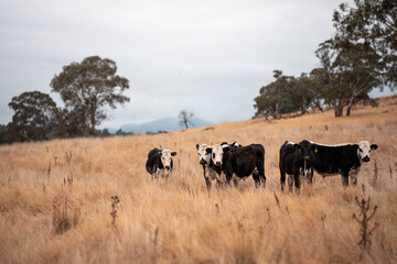 Angus, wagyu and murray grey beef bulls and cows, being grass fed on a hill in Australia.