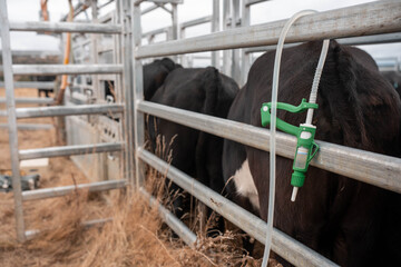 cows being treated with worming drench in cattle yards in australia