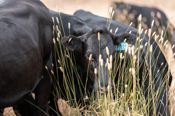cows in a field in summer