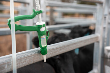 cows being treated with worming drench in cattle yards in australia