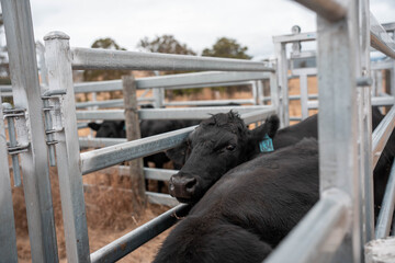 cows being treated with worming drench in cattle yards in australia