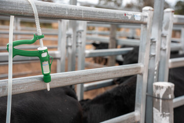 cows being treated with worming drench in cattle yards in australia