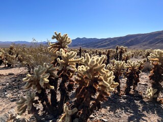 joshua tree national park